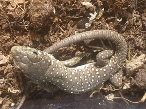 Timon lepidus Perleidechse Jungtiere Dez 2025