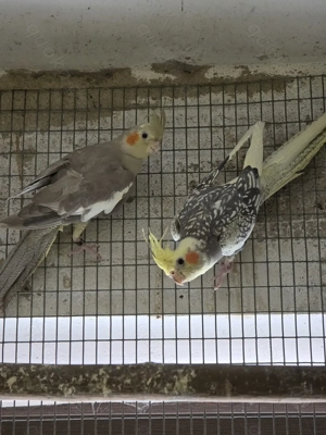 Junge Nymphensittiche abzugeben. 