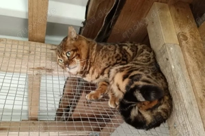  Bengalkater Paulchen sucht seine Familie (incl. Kastration, Stammbaum)