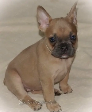 Alternativ Französische Bulldoggen Hündin mit Ahnentafel