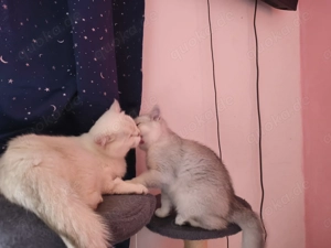 Ganz dringend nur in Liebevolle Hände abzugeben!!!