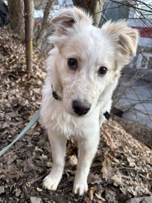 FLINT befindet sich bei unserer Pflegestelle in 58762 Altena
