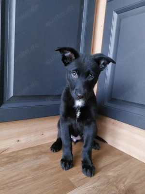 Hund in verantwortungs- und liebevolle Hände abzugeben