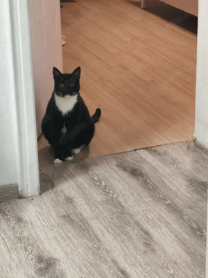 Dringend Liebevolles zu Hause gesucht 