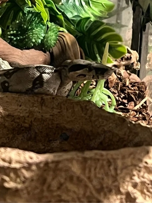 1.0 Boa Constrictor Longicauda Männchen