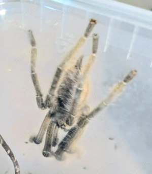 Krabbenspinne  Phormingochilus sp. akaya