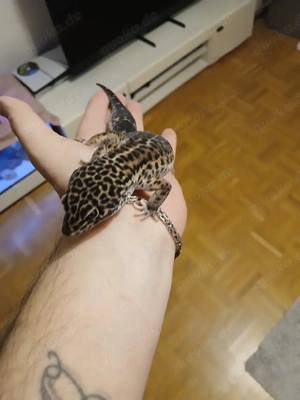 black night akoya mänchen1.0