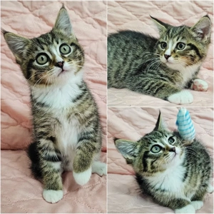 Britisch Kurzhaar Kätzchen zu verkaufen 