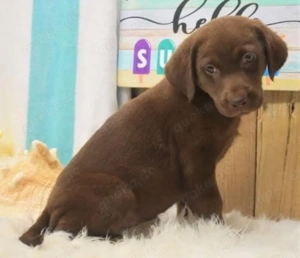 Liebevolle Labrador-Rüden und -Hündinnen suchen ein neues Zuhause   