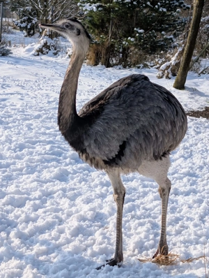 Nandu Hahn (Grau & Weiß)