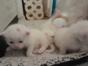 Maine Coon Mama 100% BKH Papa 100% 2 Jungs Weiss 1 Mädchen Weiss mit 2 kleinen flecken