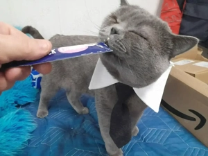 Maine Coon Mama 100% BKH Papa 100% 2 Jungs Weiss 1 Mädchen Weiss mit 2 kleinen flecken