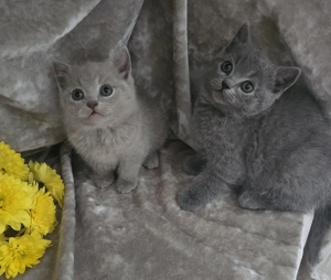 Zwei liebevolle Katerchen abzugeben(Preis pro Kätzchen)
