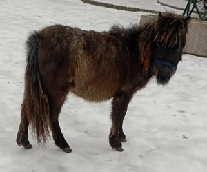 Shetty Stute  Bild 2