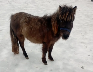 Shetty Stute  Bild 3