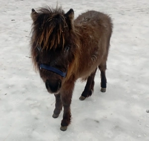 Shetty Stute  Bild 4