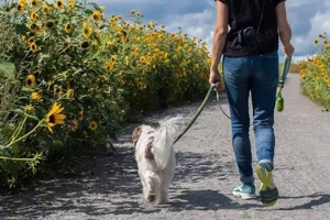 Suche nach einem Hund zum Ausführen und Spielen!