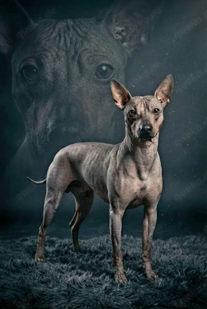 American Hairless Terrier  Deckrüde