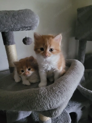 2 Babykatze abzugeben. 