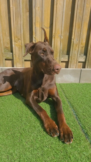 Dobermann Hündin