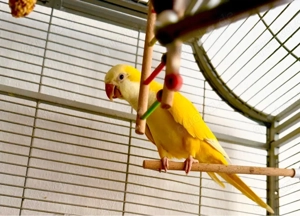 Halsbandsittich paar zur Abgabe 500 