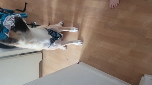 akita inu zu verkaufen 