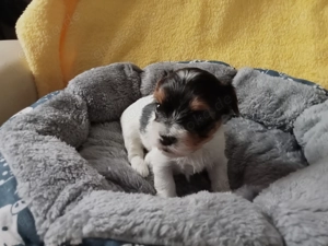 Yorkshire Terrier Babys reinrassig , ein Biewer und Yorkis  Heute 4Wochen alt