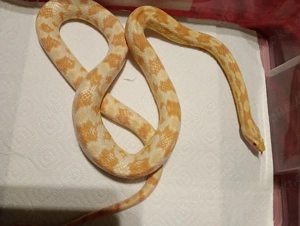 Kornnatter "Butter" Weibchen NZ 2023