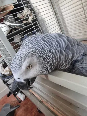 Graupapageien-Babys zu verkaufen