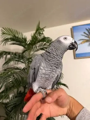  2 Graupapageien-Babys zu verkaufen