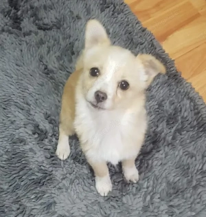 FIFI - kleine Zaubermaus (wartet in Rumänien)