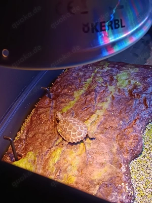 Mauremys Japonica Japanische Sumpschildkröte Jungtier 