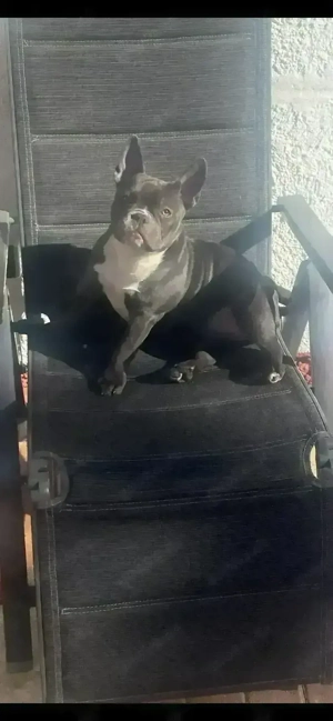 American Exotic Bully Hündin, 1 Jahr 8 Monate alt