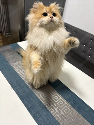 Deckkater mit Stammbaum Bild 2