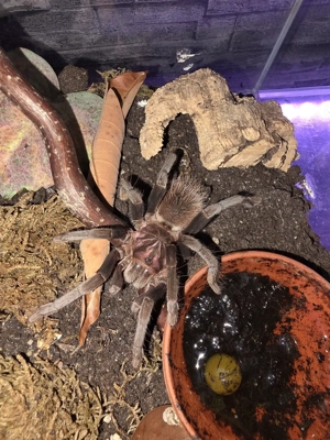 Verschiedene Vogelspinnen