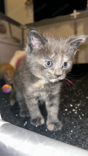 Maine Coon X Russian Blue mix mädchen 