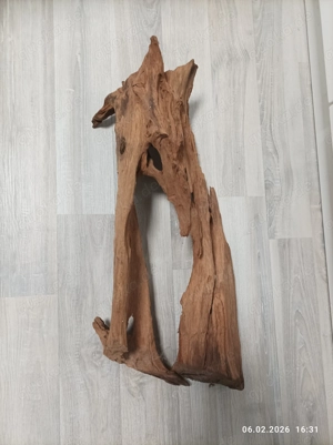 große Mangrovenwurzel