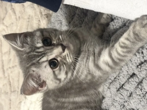 Bkh kitten zu verkaufen 