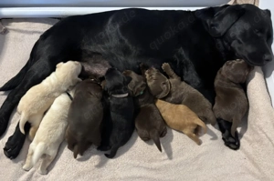 süße Labbis suchen ein neues Zuhause