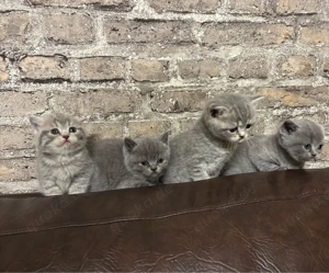 Reinrassig BKH Kitten 