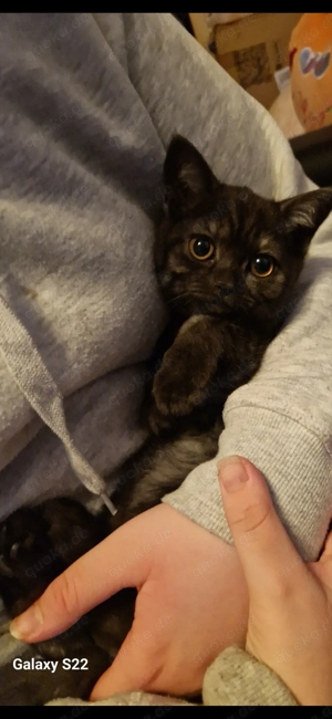 Süße Bkh Smoke Prinzessin knapp 12 Wochen 