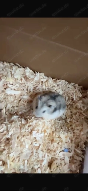 Zwerghamster 4 Monate alt abzugeben