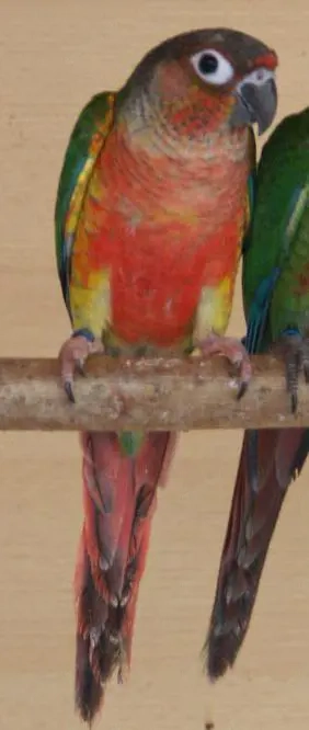 Grünwangen Rotschwanzsittiche