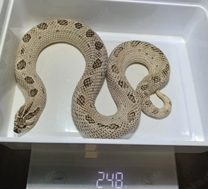 Heterodon nasicus Hakennasennatter Weibchen adult 