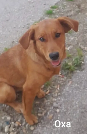 Oxa, die hübsche Rote mit tollem Charakter *noch in Kroatien*