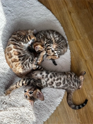 Bengal-Kätzchen zu verkaufen   Golden Rosetted