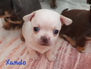 Chihuahua Welpen aus anerkannter Zucht