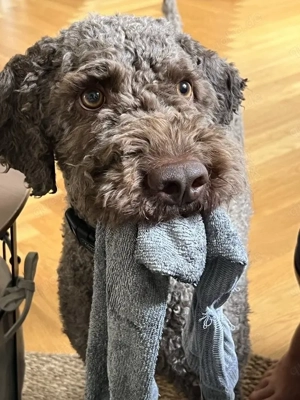 Chewie sucht gerade keine Trüffel aber ein super Zuhause