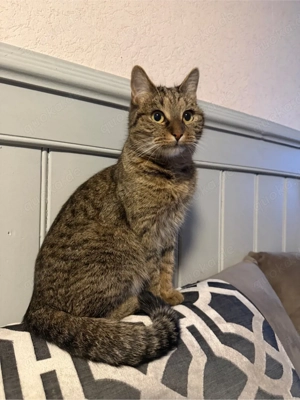 Katze Weiblich EKH Mix