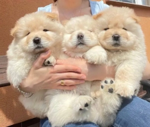 Chow chow welpen